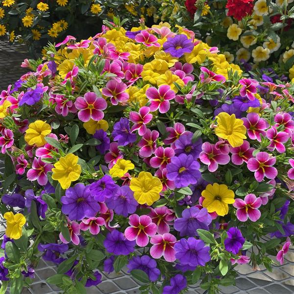 Selecta North America