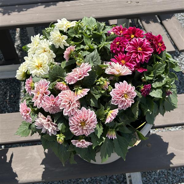 Selecta North America