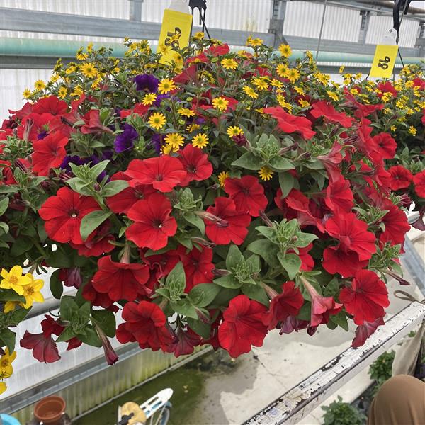 Selecta North America