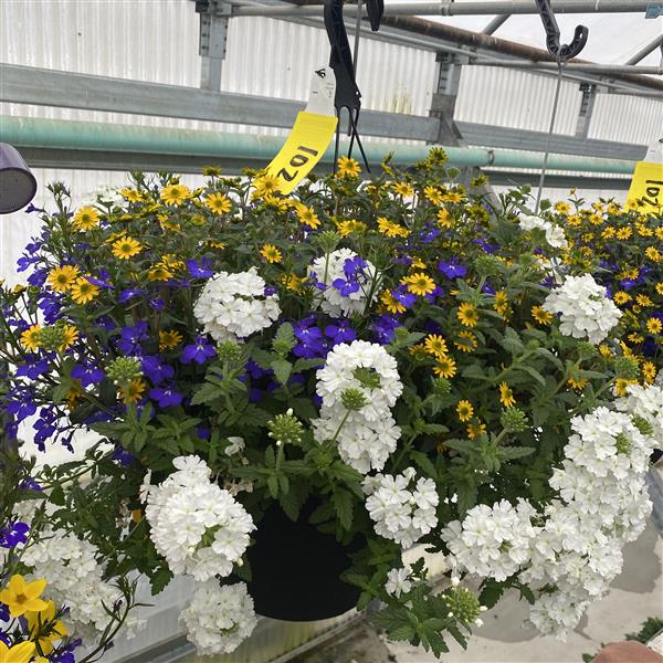 Selecta North America