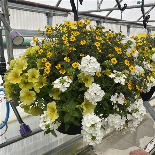 Selecta North America