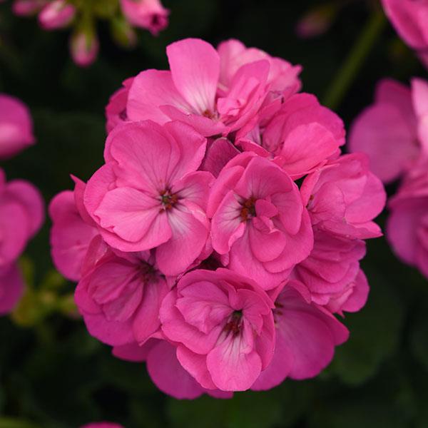 Sunrise™ Bright Lilac