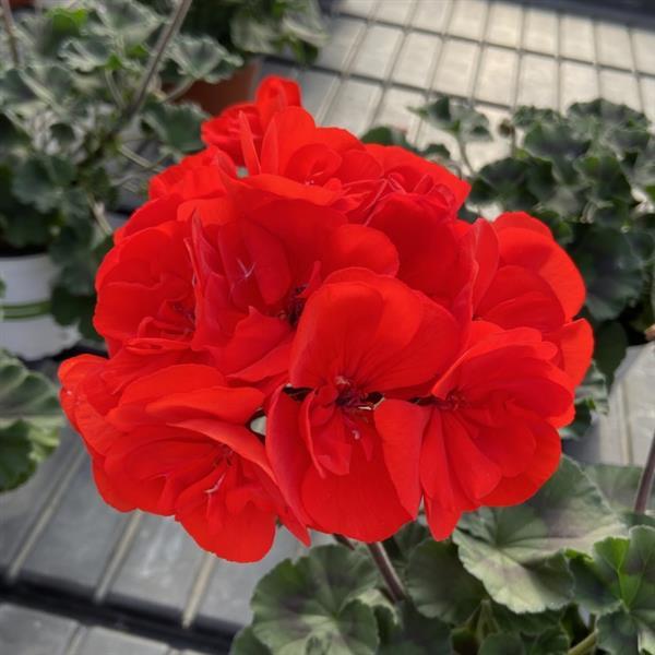 Super Moon™ Bright Red