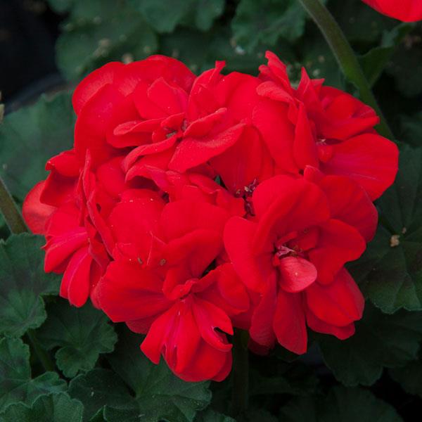 Moonlight™ Brilliant Red