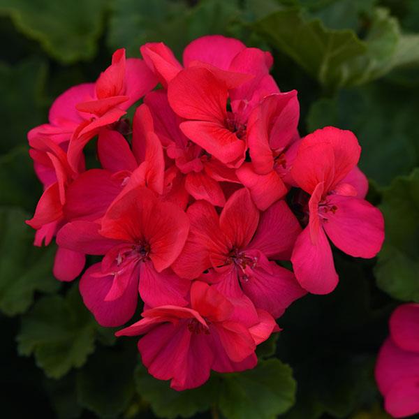 Moonlight™ Dark Fuchsia