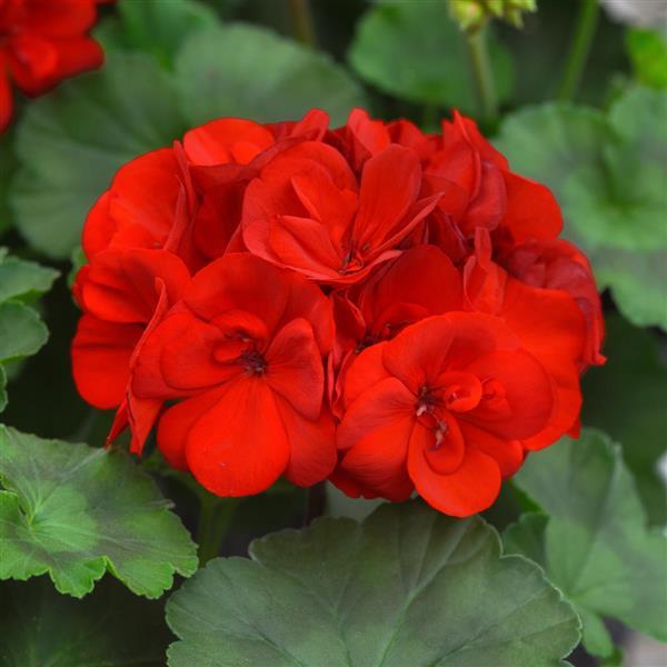 Moonlight™ Scarlet Red