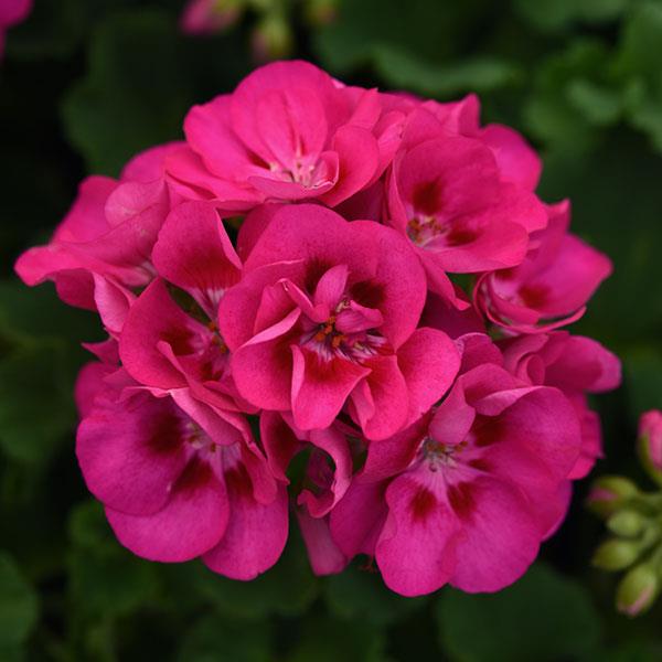 Sunrise™ Hot Rose+Eye