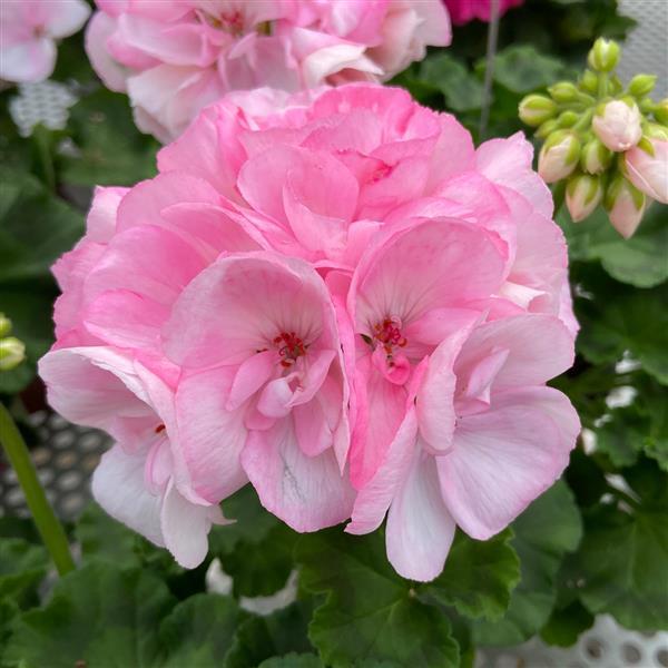 Sunrise™ Appleblossom
