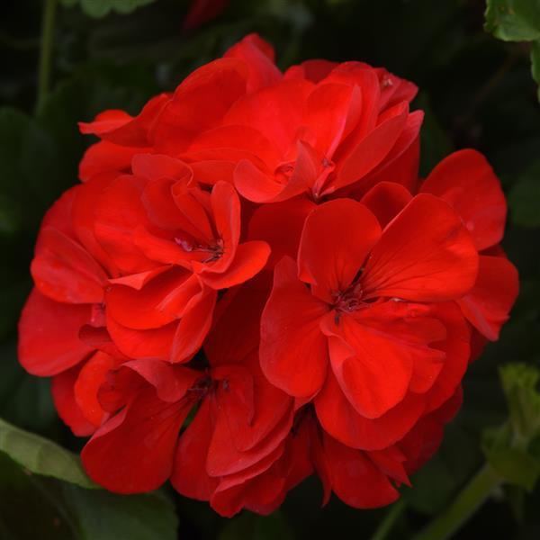 Sunrise™ Red