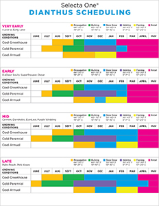 A colorful set of charts for Dianthus scheduling