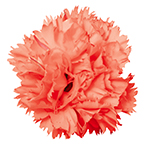 Bloom shot of dianthus 