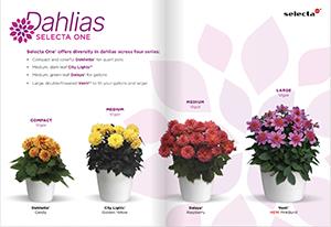 Inside of the Selecta One Dahlias brochure featuring the different habits