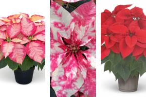 Collage of new pink and red poinsettias