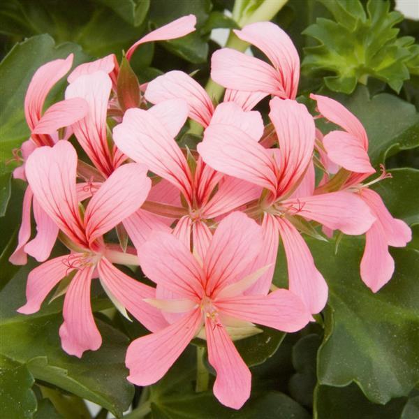 Decora Pink