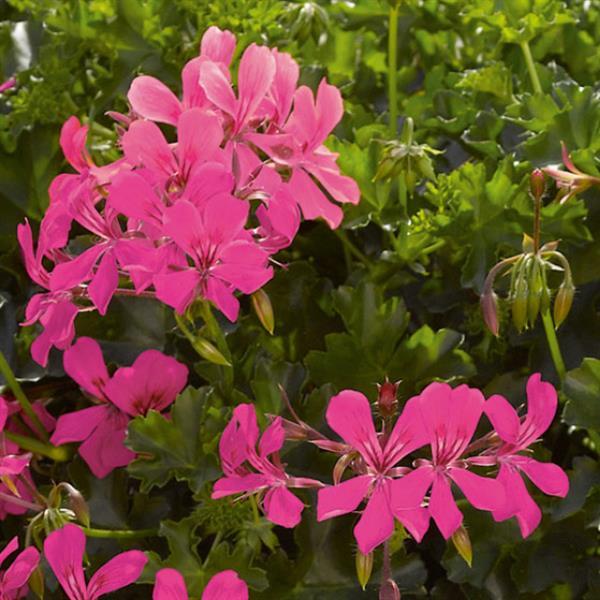 Decora Shocking Pink