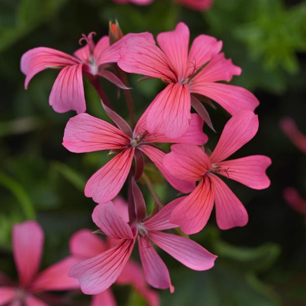 Balcon Pink