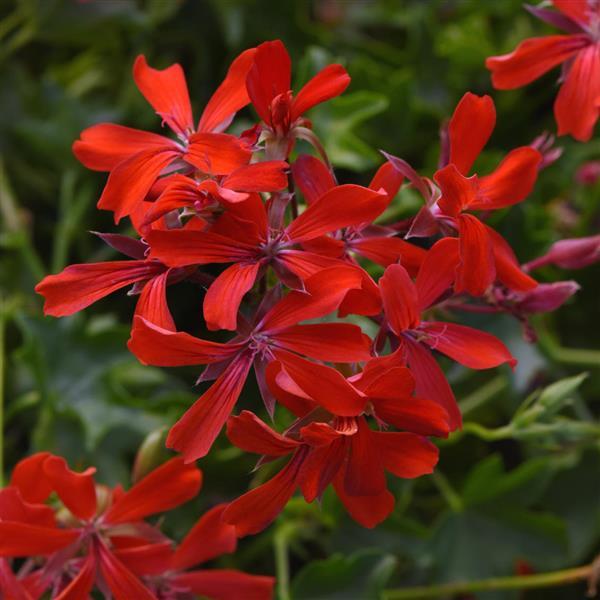 Balcon Red