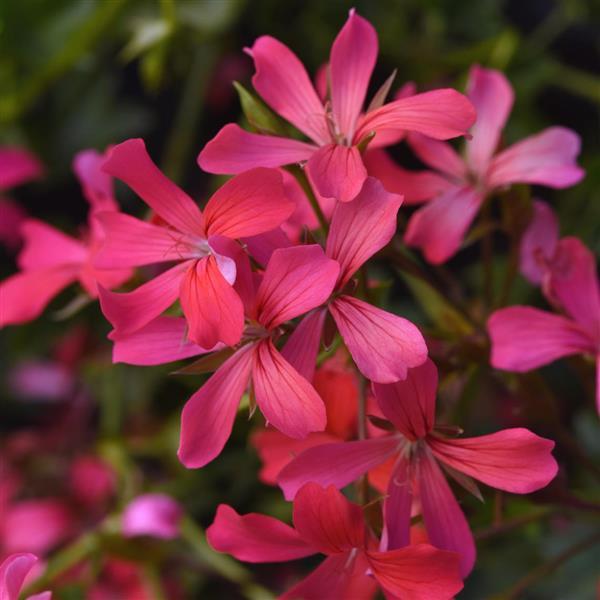 Balcon Shocking Pink