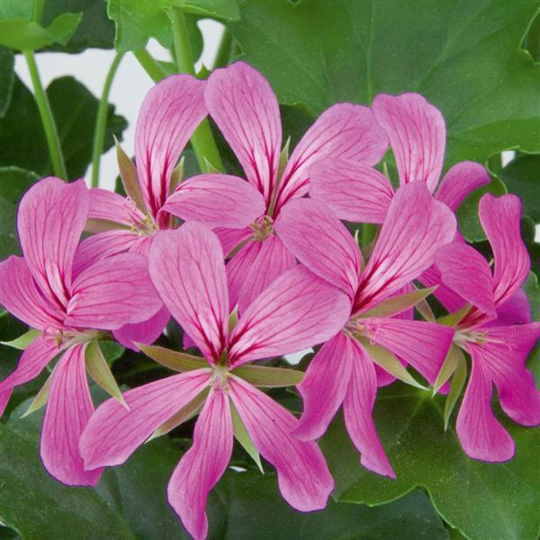 Balcon Light Purple