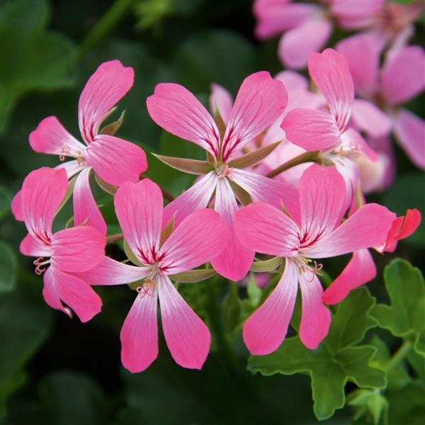Balcon Ice Dance Pink