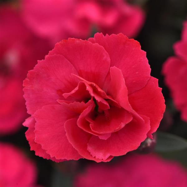 Carmen™ Pink
