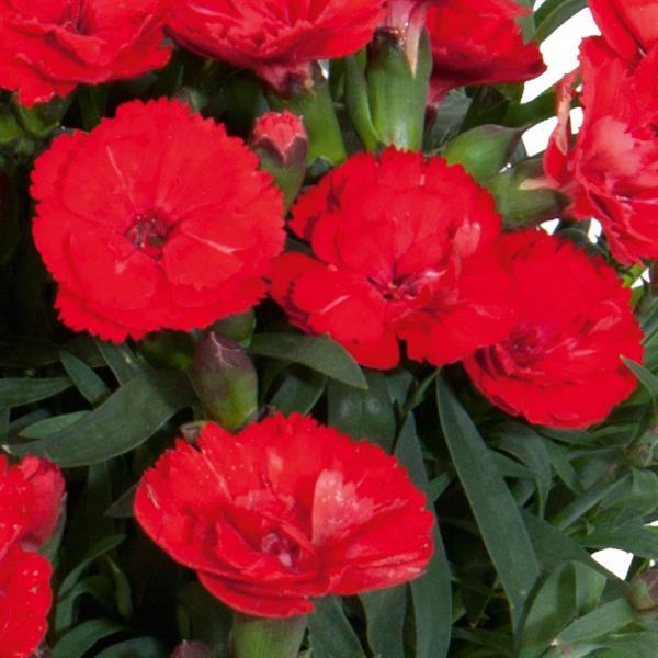 Carmen™ Red