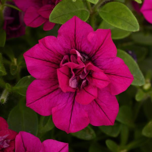SweetSunshine™ Magenta
