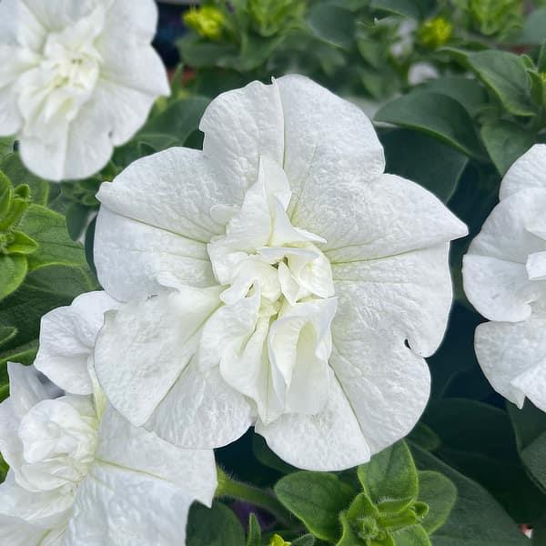 SweetSunshine™ White