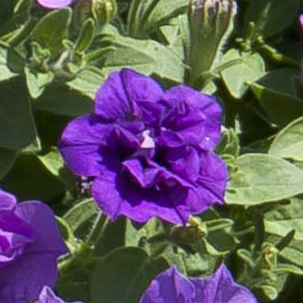 SweetSunshine™ Provence
