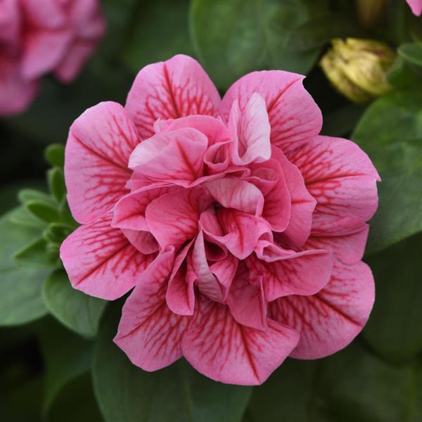 SweetSunshine™ Pink+Red Vein