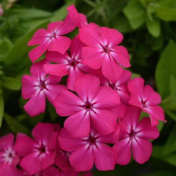 Gisele<sup>®</sup> Hot Pink