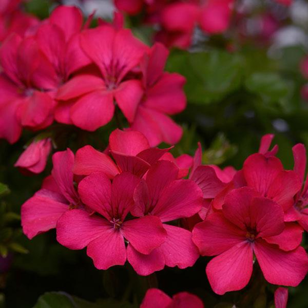Marcada™ Magenta