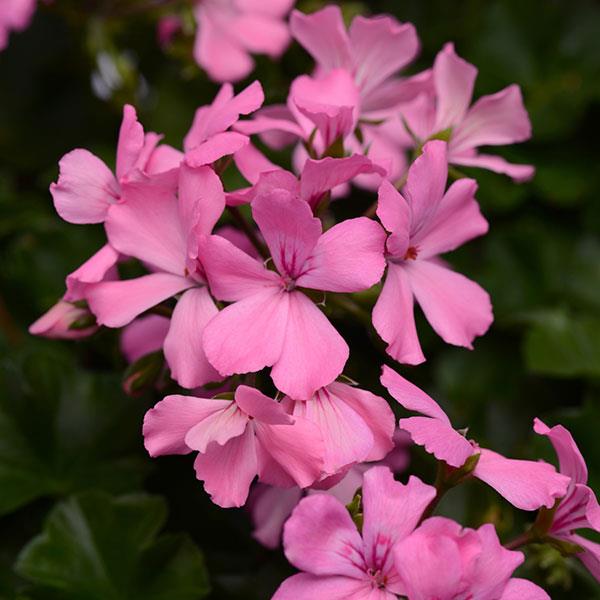 Marcada™ Pink