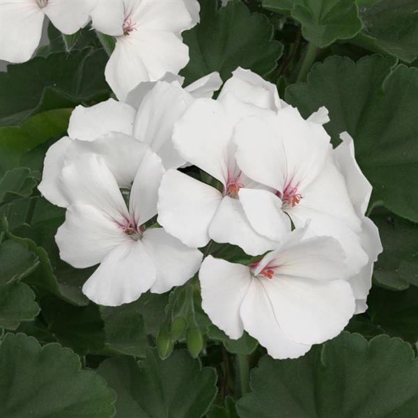 Marcada™ White