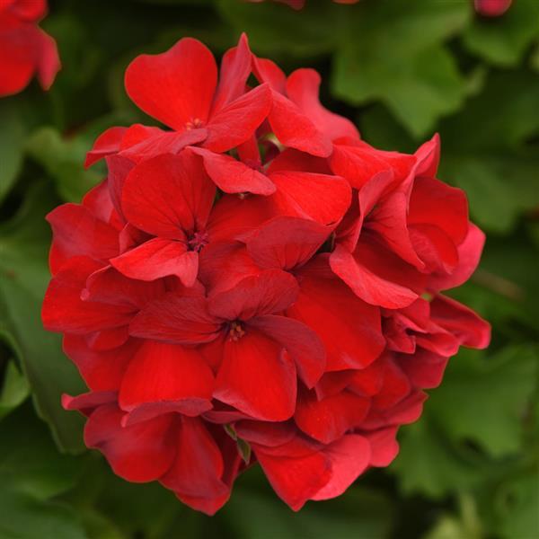 Marcada™ Dark Red