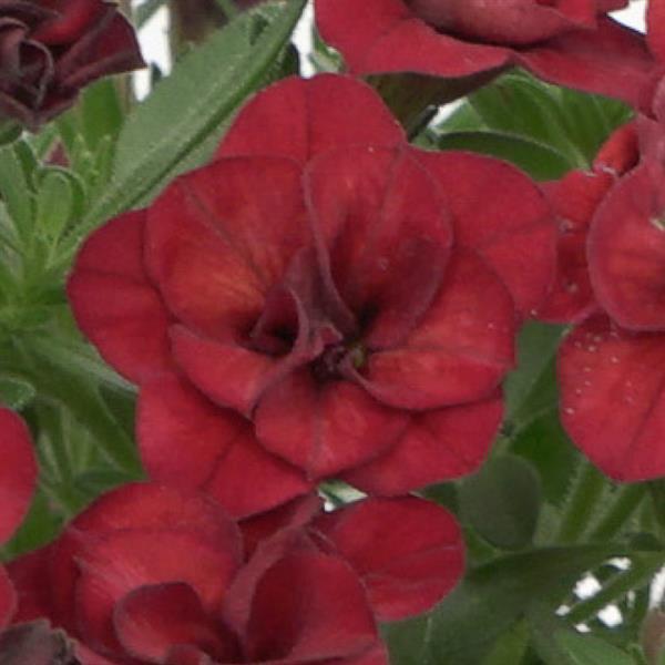 MiniFamous<sup>®</sup> Evo Double Red