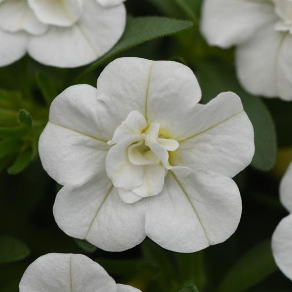 MiniFamous<sup>®</sup> Evo Double White
