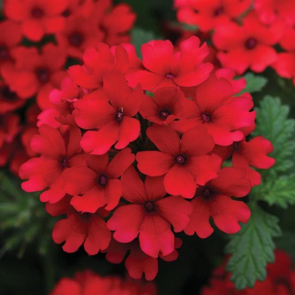Lascar™ Dark Red