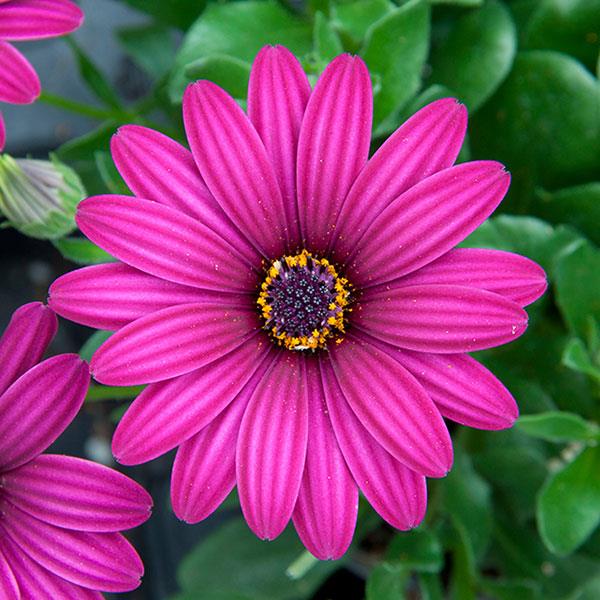 FlowerPower™ Compact Purple