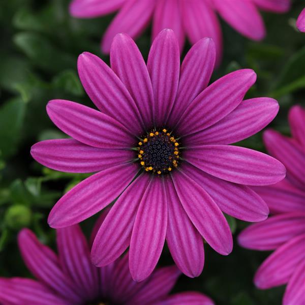 FlowerPower™ Compact Purple Red