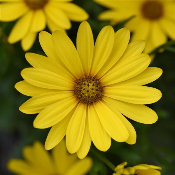 FlowerPower™ Compact Yellow 26