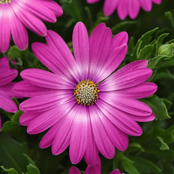 Zion™ Pink Orbit