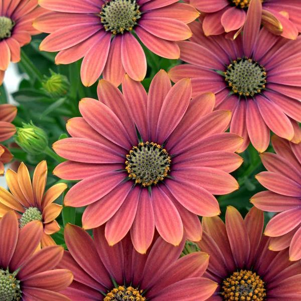 Zion™ Purple Sun 26