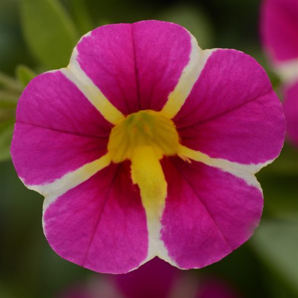 MiniFamous<sup>®</sup> Uno Pink Star