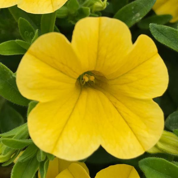 MiniFamous<sup>®</sup> Uno Yellow