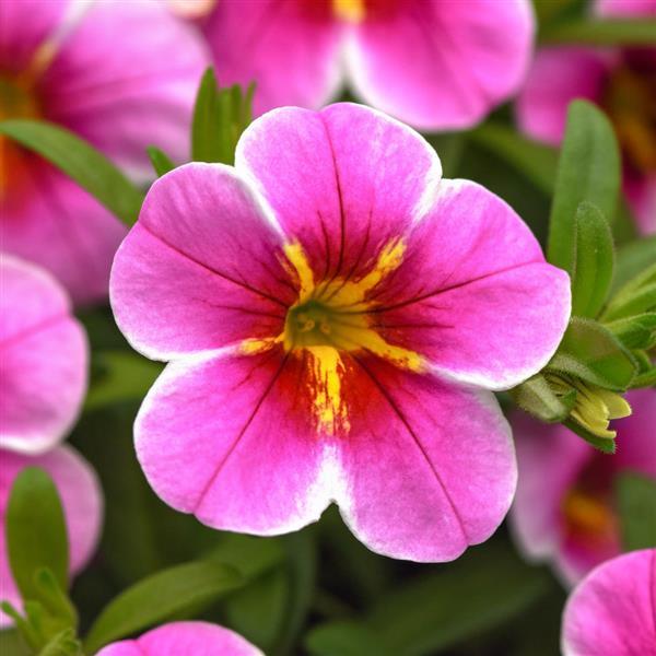 MiniFamous<sup>®</sup> Uno Pink Starfruit