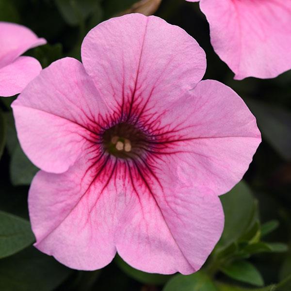 Headliner™ Pink Vein