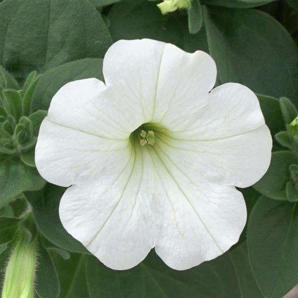 Headliner™ White