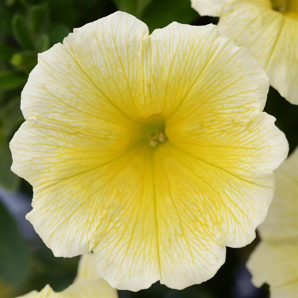 Headliner™ Yellow