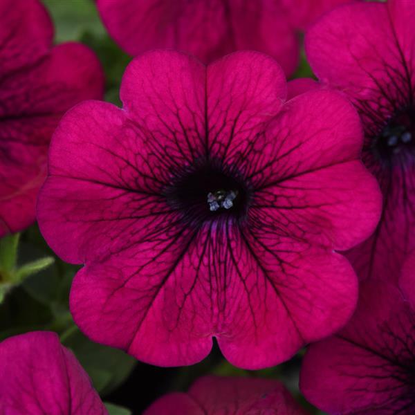 Headliner™ Electric Purple